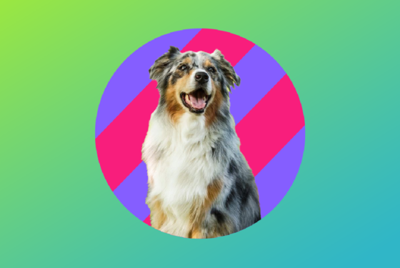 Fringe shows as dog breeds